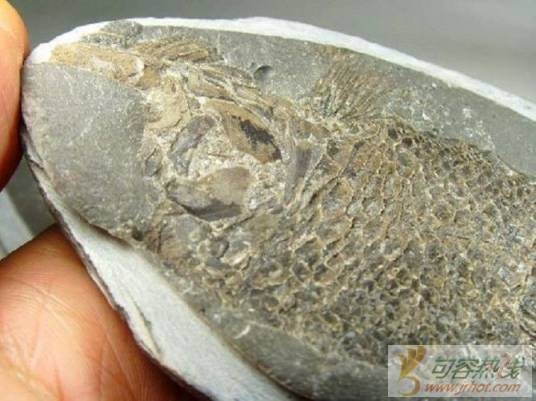 结核鱼