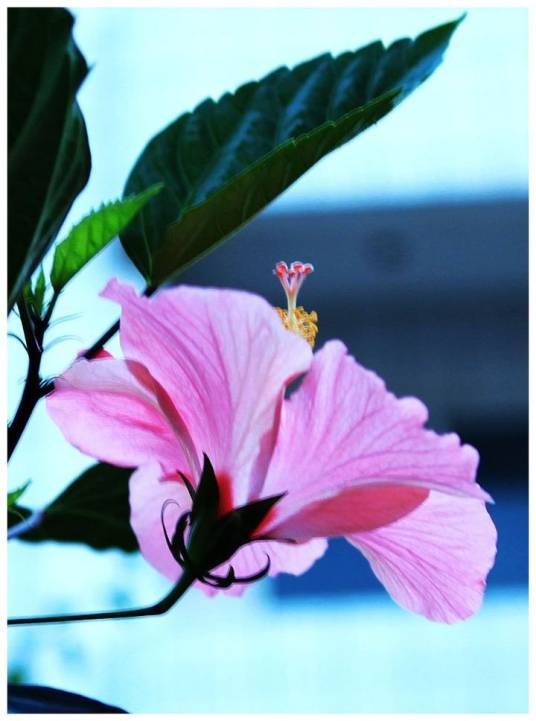 谢红花（桔梗科谢红花属植物）