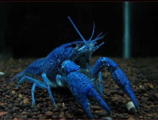 美洲蓝魔