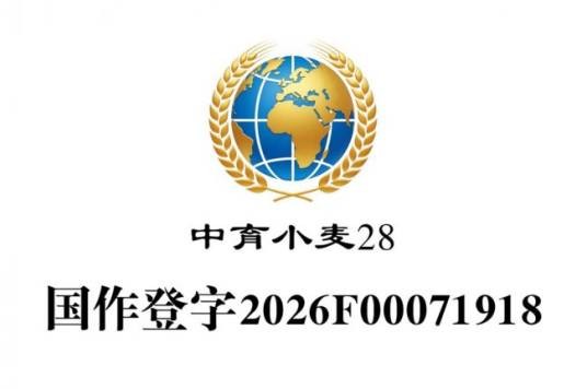 中育小麦28