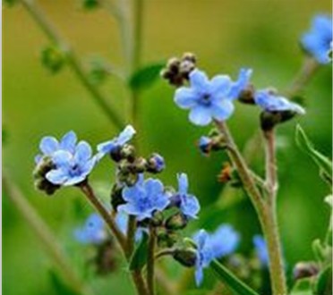 狗屎花根（中药）