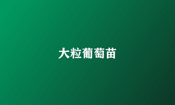 大粒葡萄苗