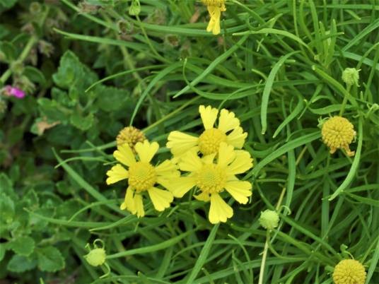 玛格丽特菊