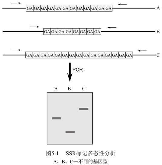 简单重复序列