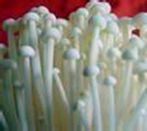 白色金针菇栽培