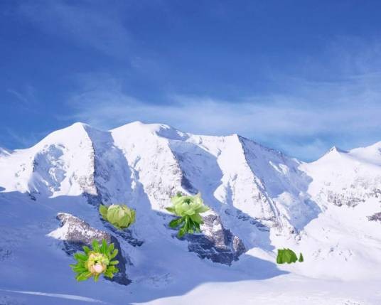 心中的雪莲