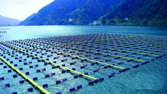 草鱼脆化养殖新技术
