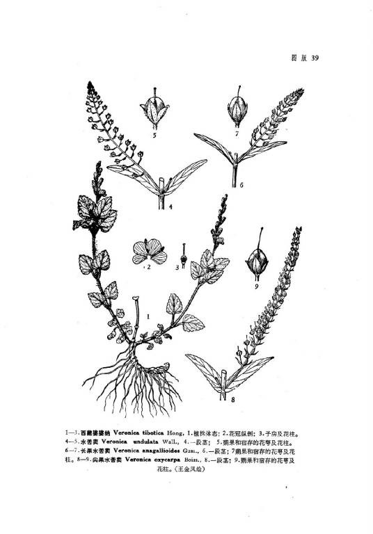 尖果水苦荬