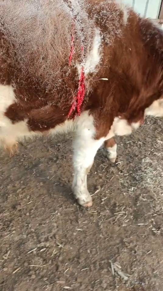 1·21延边野生东北虎下山捕食事件