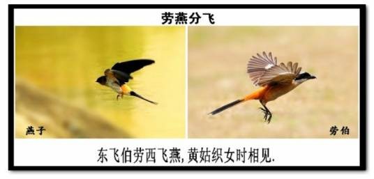 东飞伯劳歌（萧衍诗作）