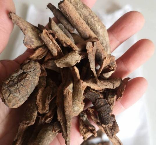 红杜仲（夹竹桃科杜仲藤属植物）