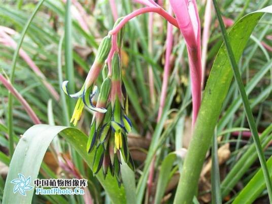 水塔花属（单子叶植物纲凤梨科的草本植物属）